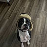 dog, black_and_white, hat, winter_hat, floor, wooden_floor, pet, indoor, sitting, cute, animal, canine, portrait, fur, ears, face, looking_up, cozy, warm, expression