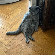 Siam participe au concours pour gagner de l'argent avec cette photo : cat, gray_cat, furniture, wood_floor, indoor, relaxed, lazy, carved_wood, flooring, pet, animal, domestic, cute, sitting, resting, fur, whiskers, ears, tail, home
