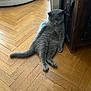 cat, gray_cat, furniture, wood_floor, indoor, relaxed, lazy, carved_wood, flooring, pet, animal, domestic, cute, sitting, resting, fur, whiskers, ears, tail, home