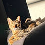 cat, tabby, sunlight, shadow, cushion, indoor, pet, feline, relaxed, whiskers, ears, eyes, fur, resting, comfort, home, animal, closeup, texture, light