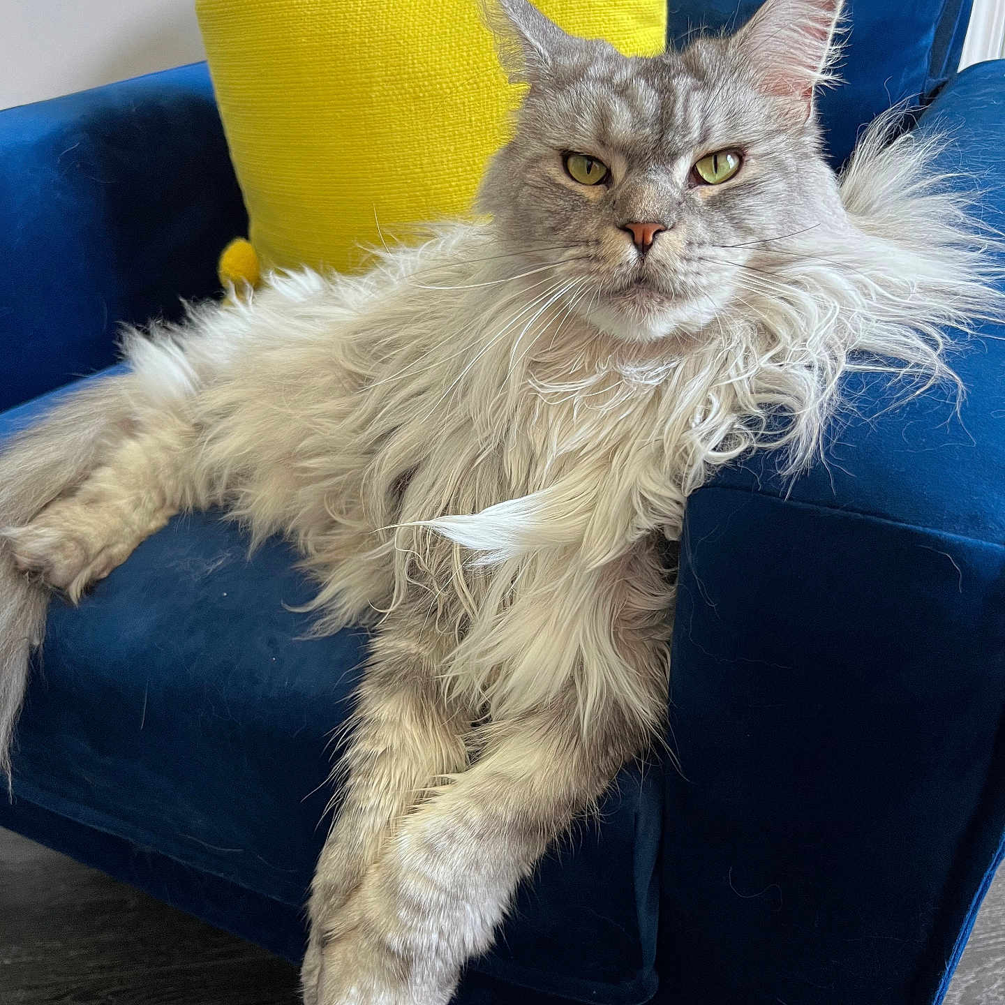 Princess joined the competition — help win amazing prizes! blue_chair, cat, close_up, cute, domestic_animal, ear_tufts, feline, fluffy, fur, home, indoor, long_hair, pet, portrait, relaxed, resting, sitting, whiskers, wood_floor, yellow_pillow