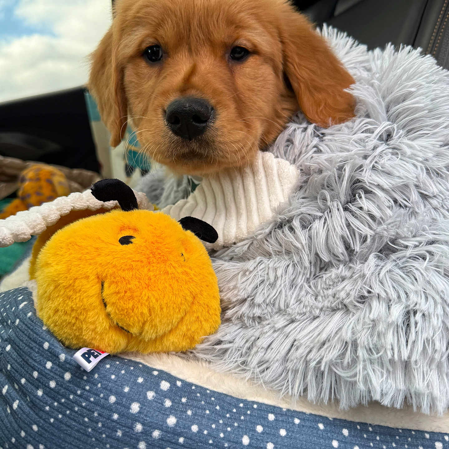 Murphy joined the competition — help win amazing prizes! animal, blanket, canine, clothing, cockerspaniel, couch, dog, furniture, goldenretriever, hound, knitwear, labradorretriever, pet, plush, poodle, puppy, sweater, teddybear, terrier, toy