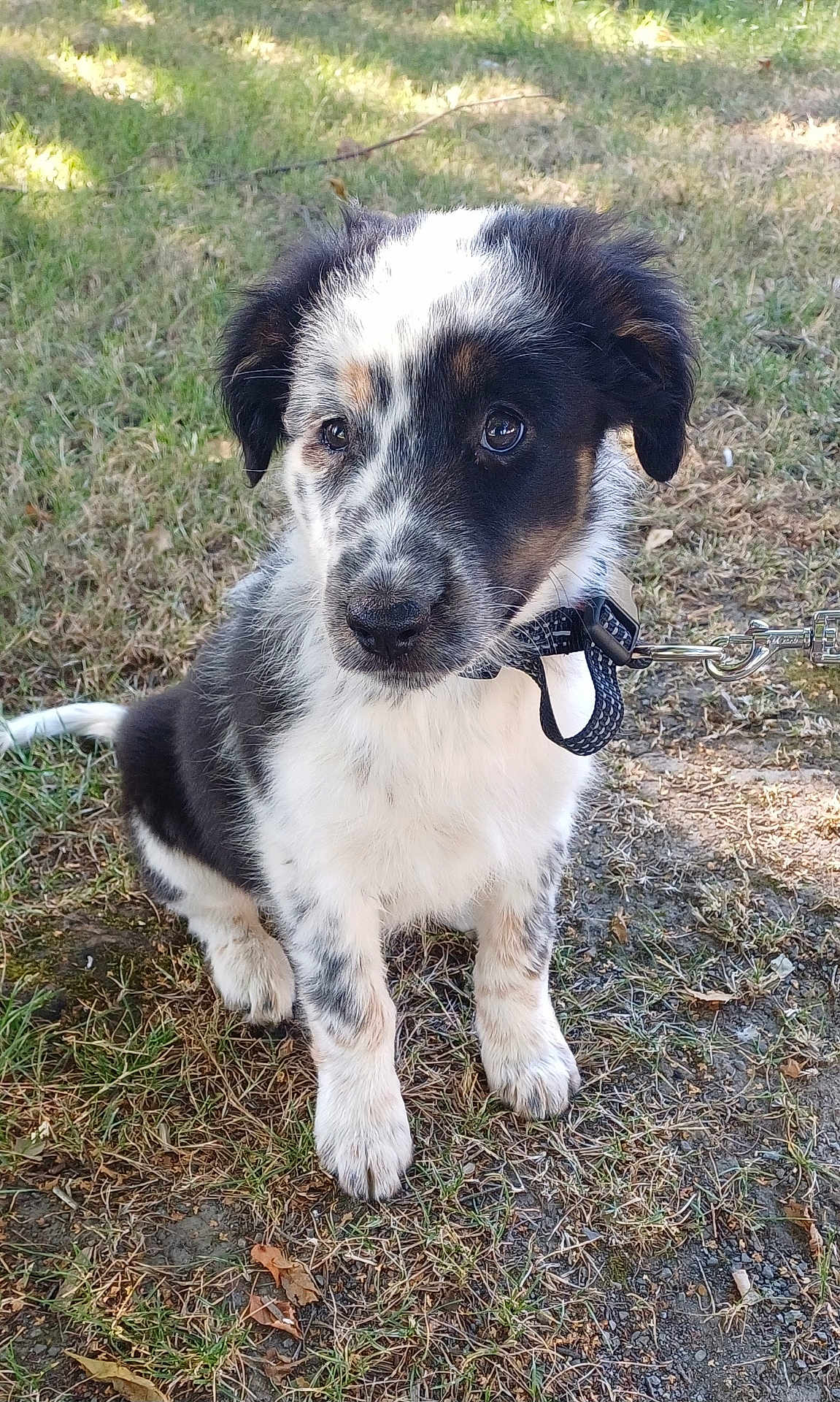 Alma