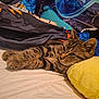 Cooky a rejoint le concours — aidez-le/la à gagner de superbes lots ! animal, bed, blanket, cat, closeup, cozy, cute, domestic_cat, feline, indoor, lying_down, pet, pillow, relaxed, resting, sleepy, soft, striped_fur, tabby, yellow_pillow