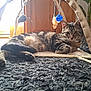 animal, carpet, cat, curious, floor, fur, furniture, home, indoor, natural_light, pet, plant, play_arch, relaxed, resting, tabby_cat, toy_feather, toy_mouse, whiskers, wooden_cabinet