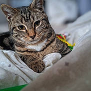 Cooky a rejoint le concours — aidez-le/la à gagner de superbes lots ! cat, tabby, pet, feline, animal, indoor, cozy, blanket, fur, whiskers, ears, eyes, resting, cute, soft, comfort, domestic, closeup, portrait, relaxed
