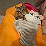 Cooky participe au concours pour gagner de l'argent avec cette photo : animal, blanket, carpet, cat, cozy, cute, domestic, feline, gray_knit, indoor, orange_blanket, pet, pink_basket, plush_toy, relaxed, resting, soft, tabby, toy, warm