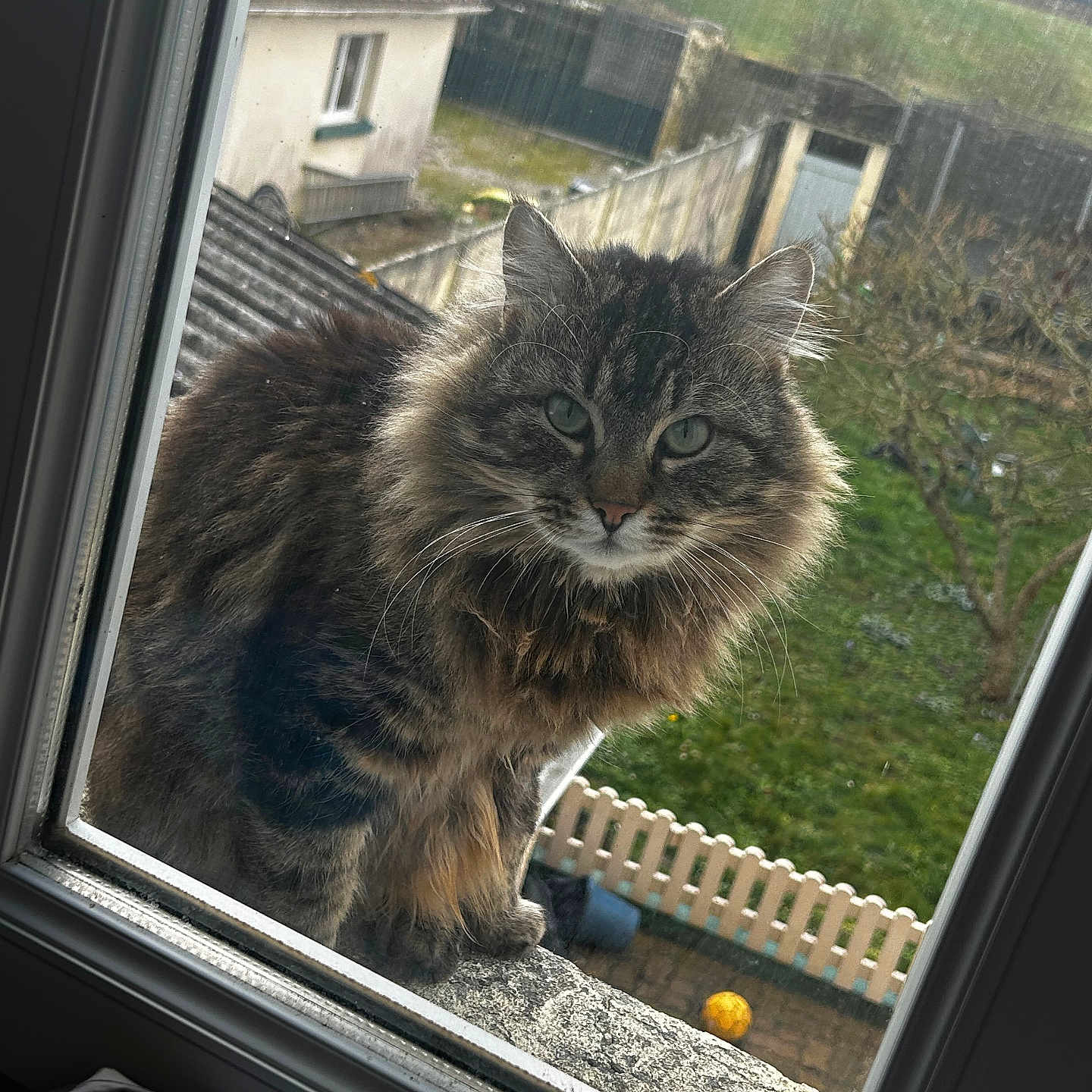 Tigrou participe au concours pour gagner de l'argent avec cette photo : animal, architecture, backyard, building, car, cat, fence, homedecor, house, housing, manx, nature, outdoors, pet, shelter, transportation, vehicle, window, windowsill, yard