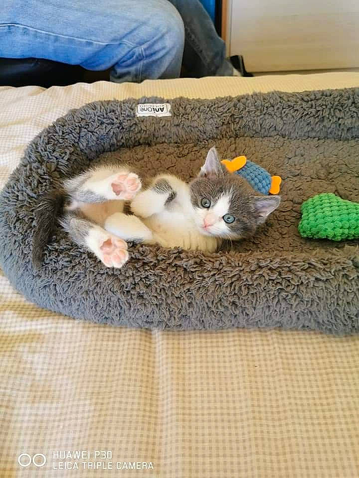 Plume participe au concours pour gagner de l'argent avec cette photo : carnivore, cat, fawn, felidae, kitten, play, small_to_medium_sized_cats