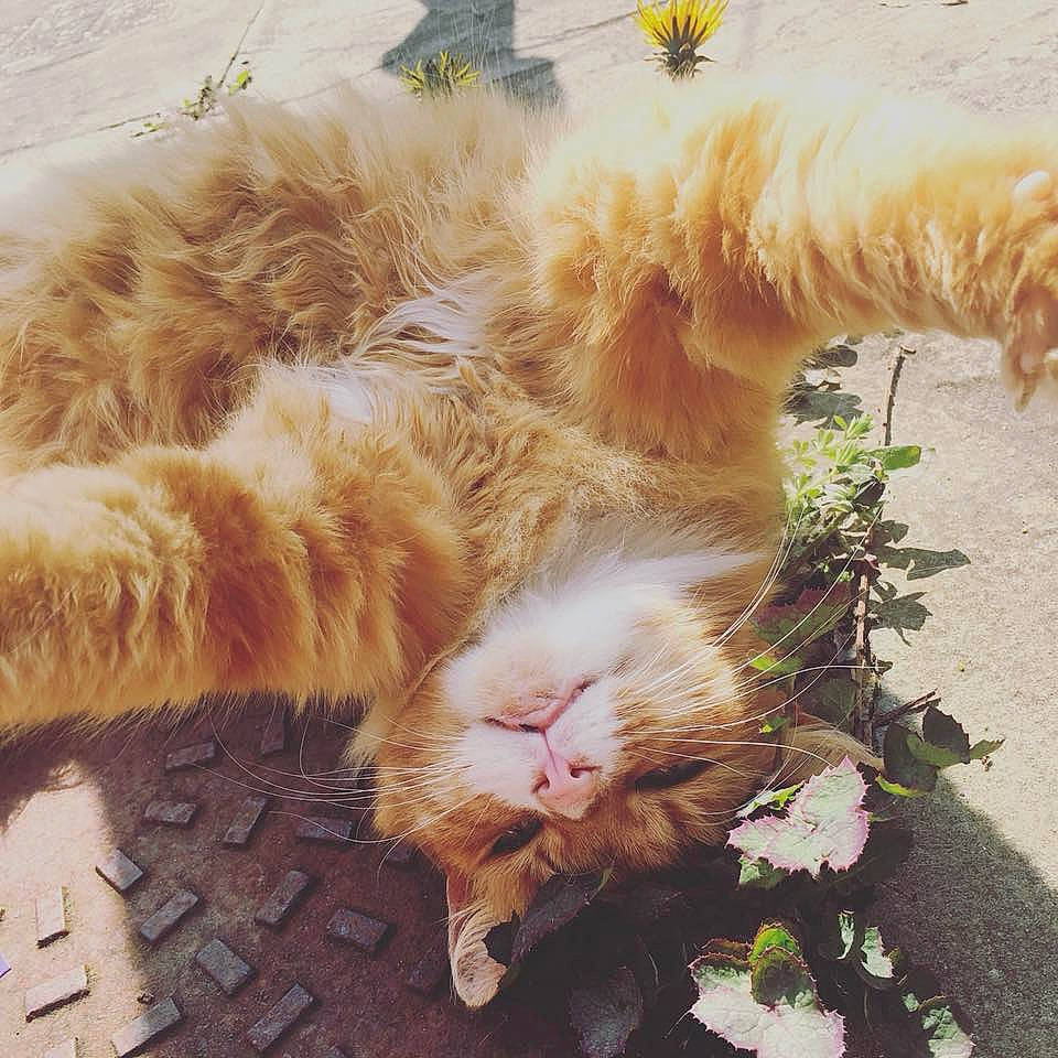 Bubbles joined the competition — help win amazing prizes! carnivore, cat, claw, fawn, felidae, fur, organism, paw, small_to_medium_sized_cats, snout, tail, terrestrial_animal, tongue, vertebrate, whiskers