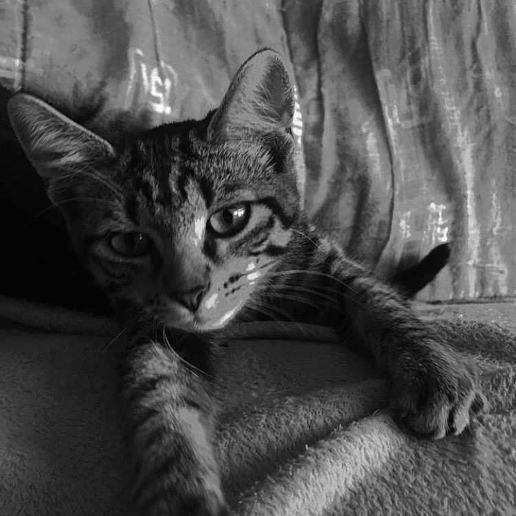 Rebelle a rejoint le concours — aidez-le/la à gagner de superbes lots ! abyssinian, animal, architecture, armchair, building, cat, chair, couch, cushion, furniture, homedecor, indoors, kitten, livingroom, manx, ocelot, person, pet, room, sleeping