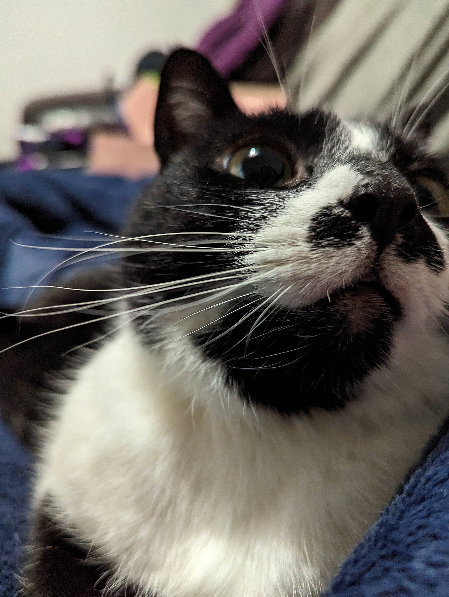 Mona joined the competition — help win amazing prizes! carnivore, cat, comfort, domestic_short_haired_cat, felidae, fur, monochrome, monochrome_photography, small_to_medium_sized_cats, snout, tail, terrestrial_animal, whiskers