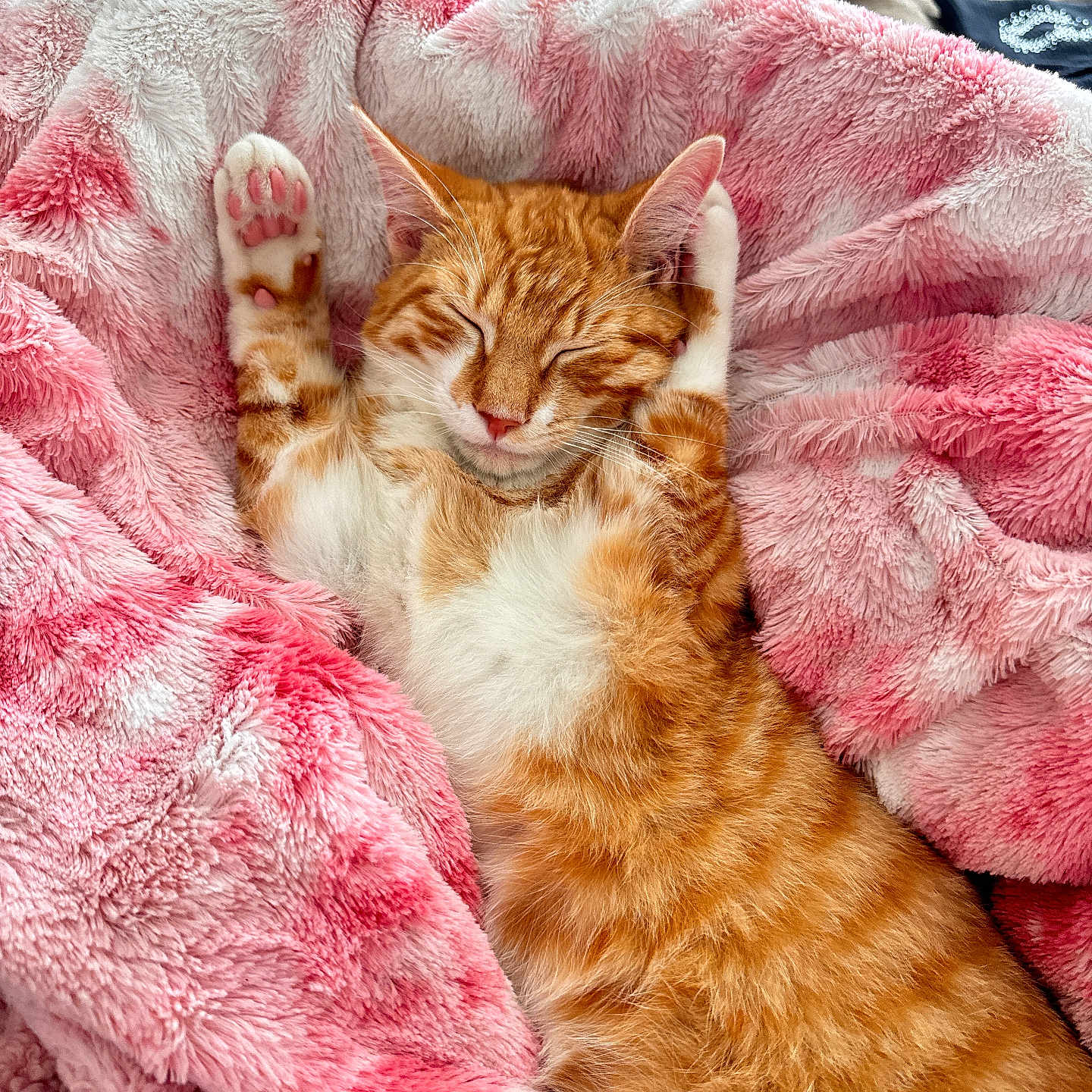 King is registered to the contest to win money with this photo: abyssinian, animal, bed, blanket, cat, couch, furniture, homedecor, kitten, laundry, linen, manx, person, pet, quilt, sleeping, towel, zebra