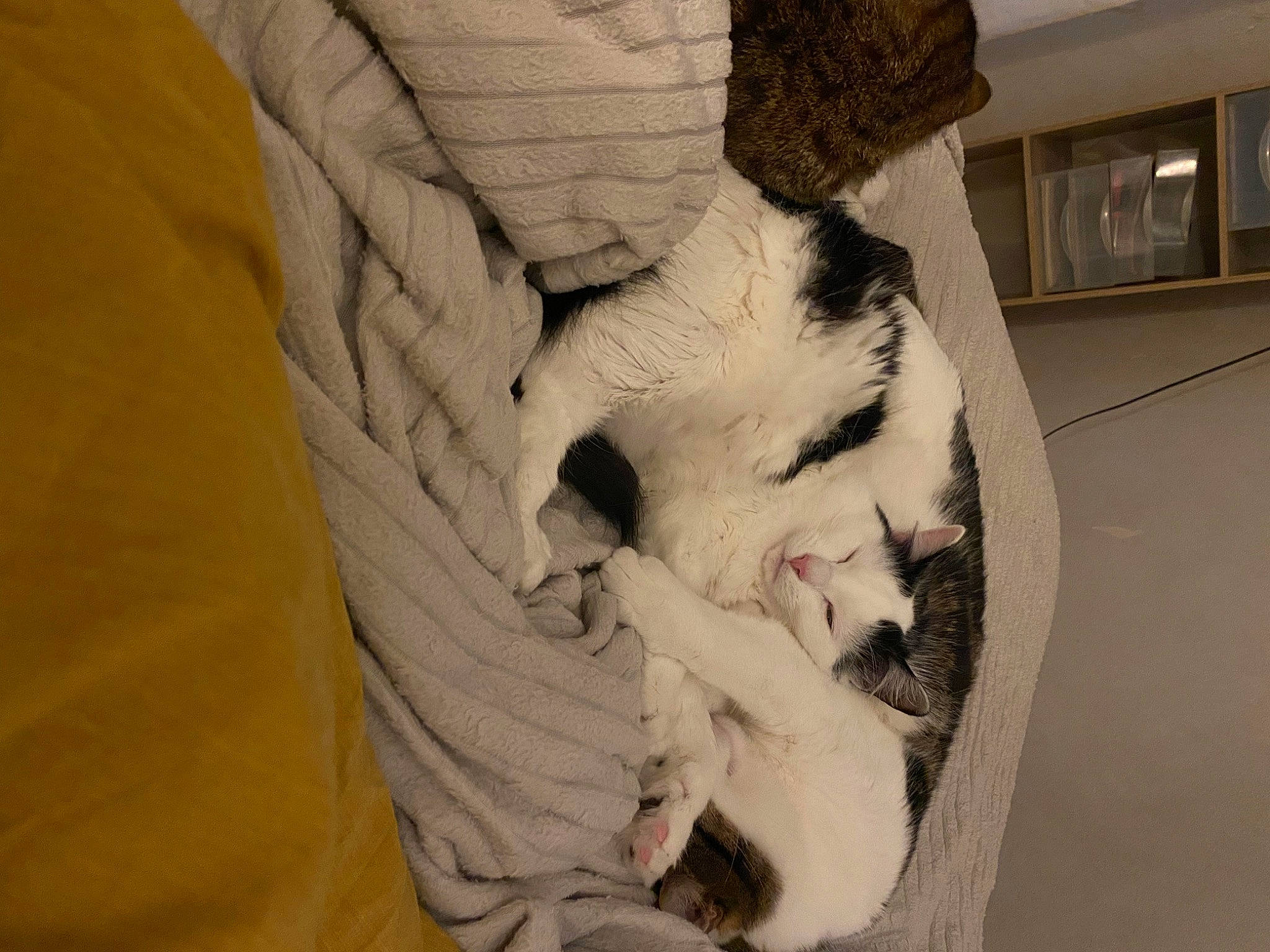 Fifille participe au concours pour gagner de l'argent avec cette photo : art, beard, classical_sculpture, comfort, fang, felidae, flooring, fur, jaw, linens, pattern, picture_frame, plaster, room, sculpture, small_to_medium_sized_cats, statue, visual_arts, whiskers, wood