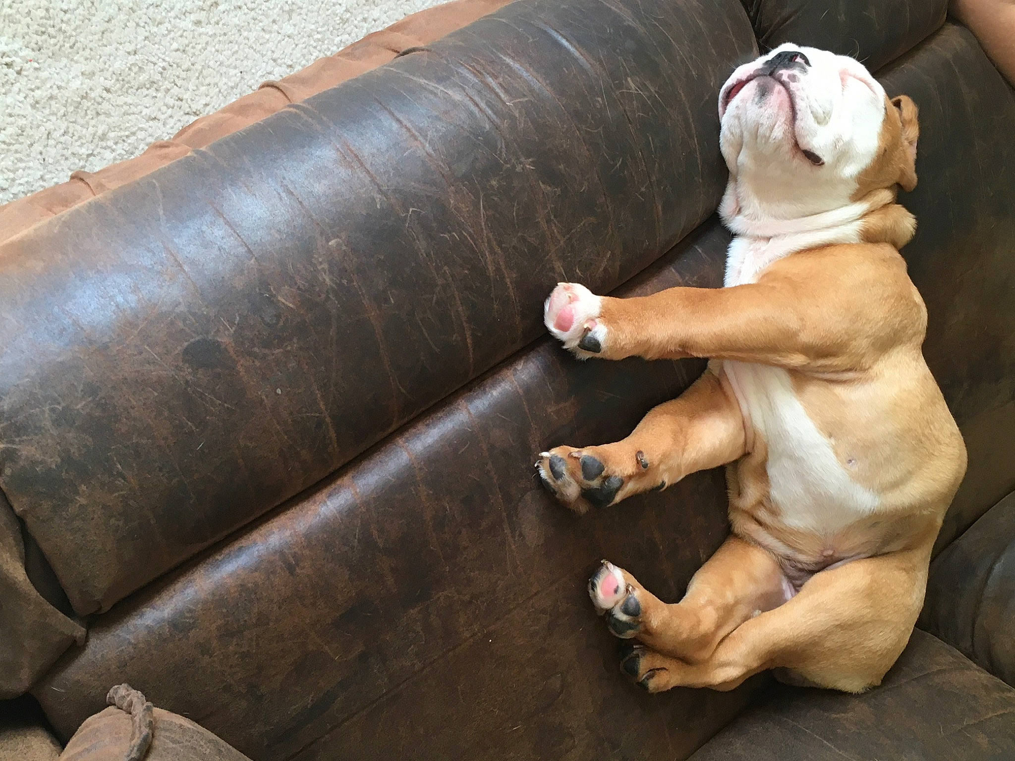 Sway joined the competition — help win amazing prizes! automotive_tire, bulldog, carnivore, club_chair, comfort, companion_dog, couch, cylinder, dog, dog_breed, flooring, hardwood, human_leg, pipe, studio_couch, tail, thigh, wood, working_animal, wrinkle