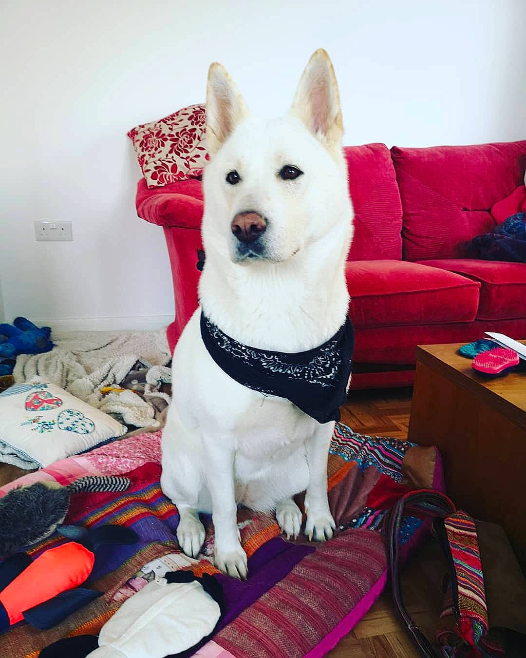 Sully is registered to the contest to win money with this photo: art, canidae, carnivore, collar, comfort, companion_dog, couch, dog, dog_breed, dog_collar, dog_supply, fashion_accessory, flooring, fur, non_sporting_group, pet_supply, pillow, sporting_group, tail, working_animal