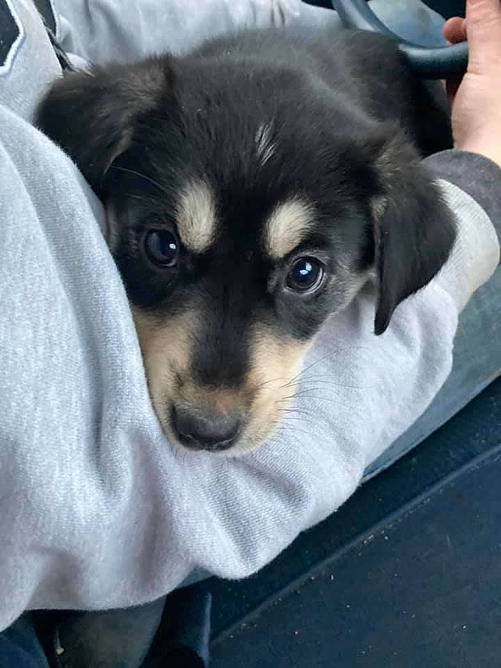 Whiskey joined the competition — help win amazing prizes! canidae, carnivore, comfort, companion_dog, dog, dog_breed, fur, nail, puppy, snout, sporting_group, whiskers, working_animal, working_dog