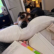 Sonni Ringwood is registered to the contest to win money with this photo: blanket, cozy, dog, door, eyes, face, fur, furniture, household, indoor, kitchen, light, notebook, pen, pillow, resting, room, table, tabs, writing