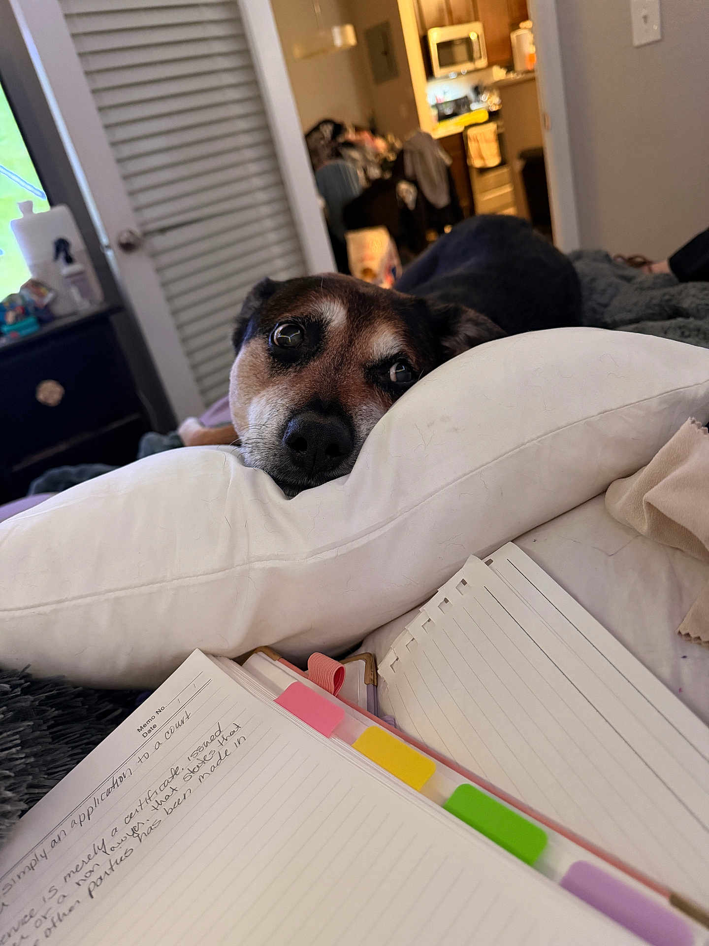 Sonni Ringwood is registered to the contest to win money with this photo: blanket, cozy, dog, door, eyes, face, fur, furniture, household, indoor, kitchen, light, notebook, pen, pillow, resting, room, table, tabs, writing