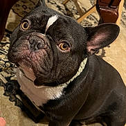 Oreo Chinchilla joined the competition — help win amazing prizes! animal, black_and_white, canine, carpet, collar, companion, cute, dog, domestic, ears, floor, french_bulldog, indoor, looking_up, nose, paw, pet, sitting, table, wooden_table