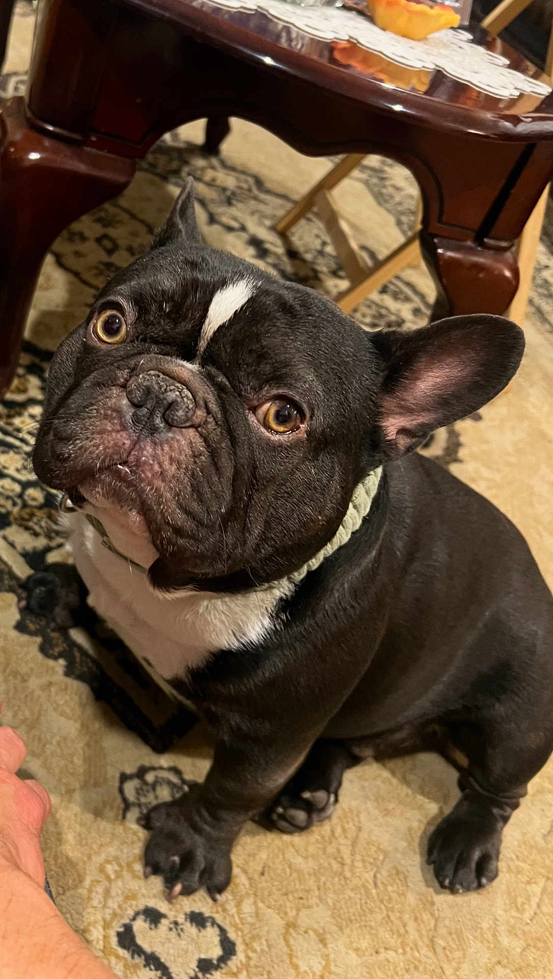 Oreo Chinchilla joined the competition — help win amazing prizes! animal, black_and_white, canine, carpet, collar, companion, cute, dog, domestic, ears, floor, french_bulldog, indoor, looking_up, nose, paw, pet, sitting, table, wooden_table