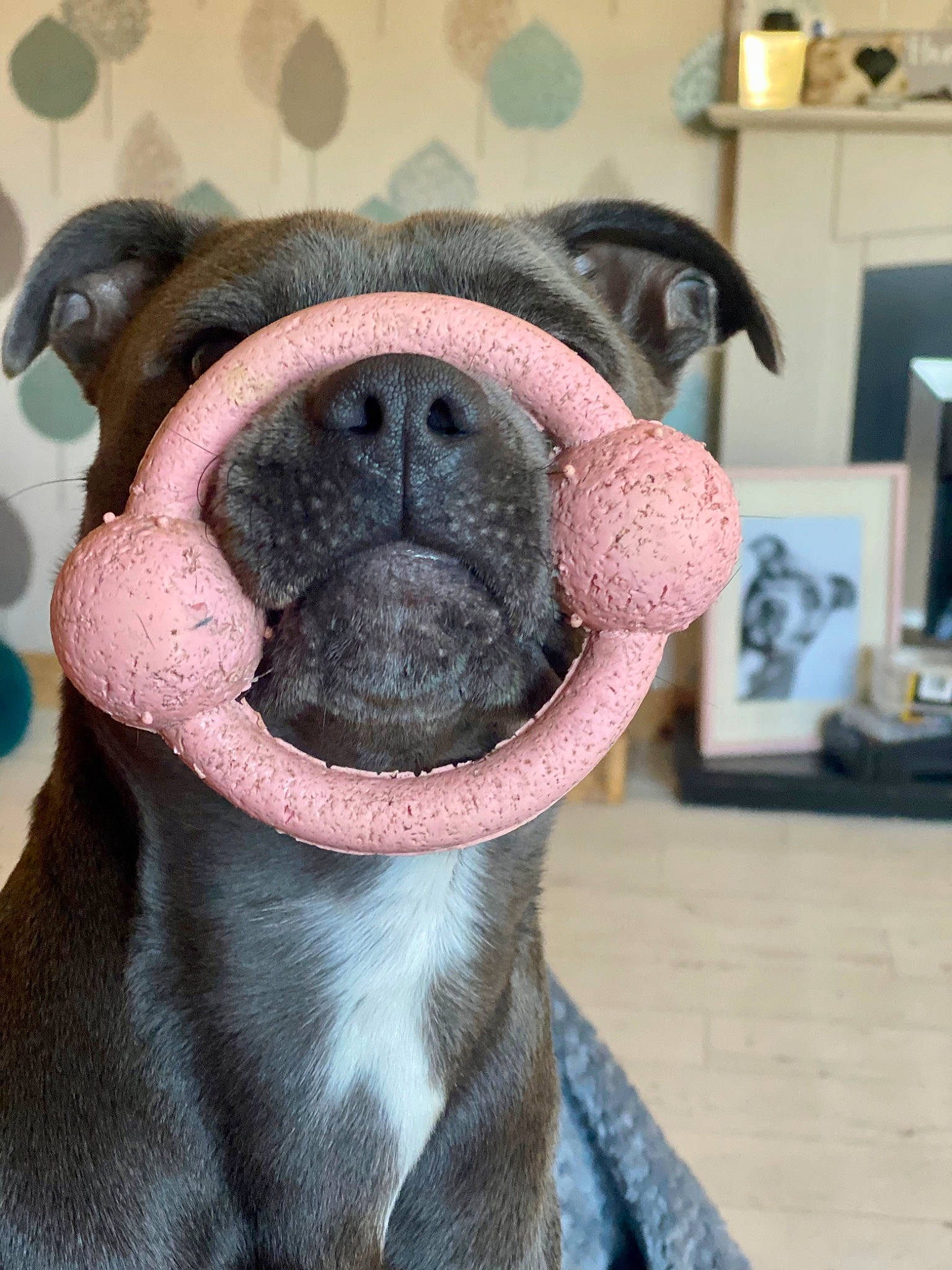 Teal is registered to the contest to win money with this photo: bulldog, canidae, carnivore, collar, comfort, companion_dog, dog, dog_breed, dog_collar, ear, electric_blue, fawn, fur, picture_frame, snout, sporting_group, terrestrial_animal, whiskers, working_animal, wrinkle