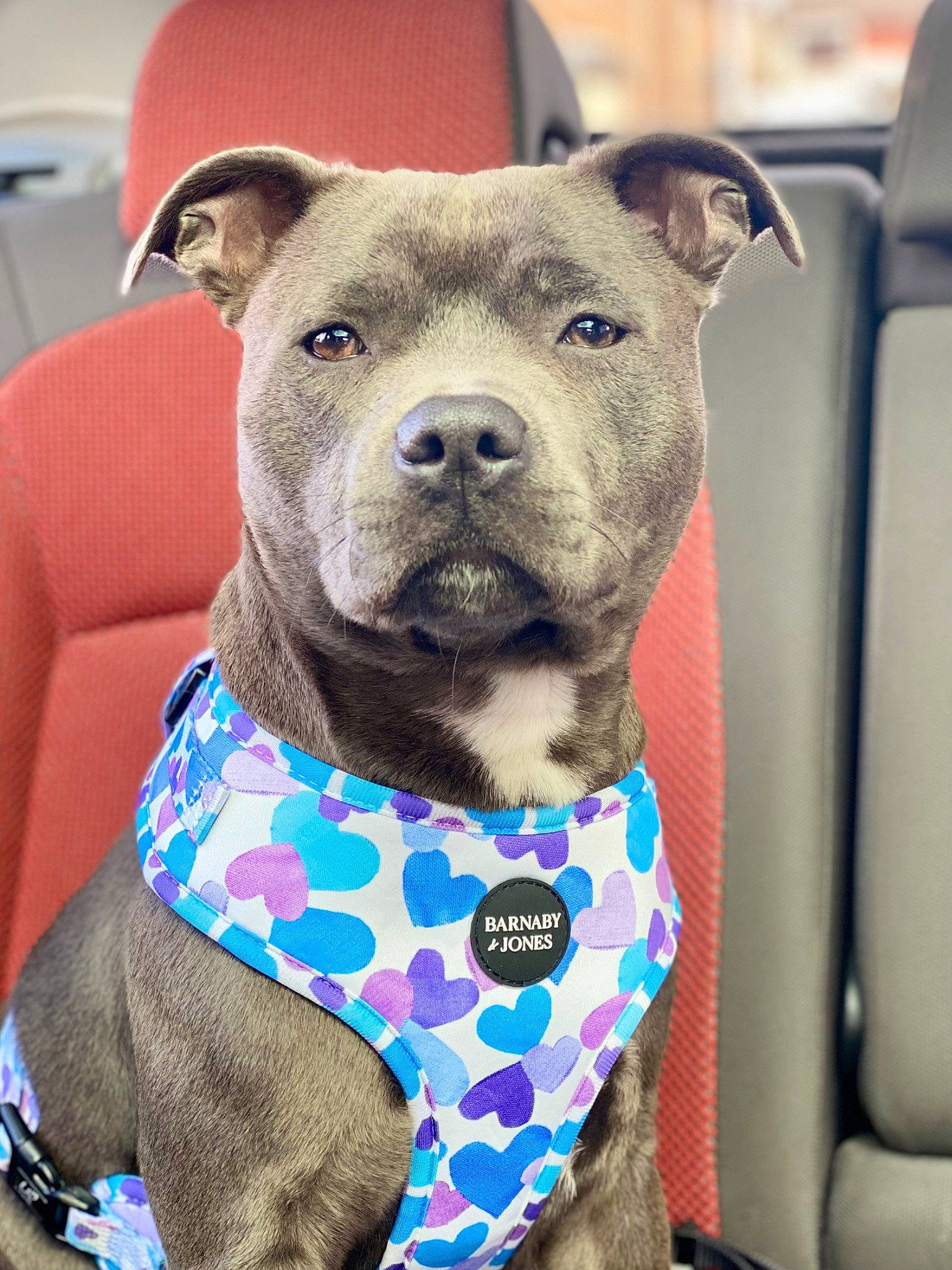 Teal is registered to the contest to win money with this photo: blue, carnivore, collar, comfort, companion_dog, dog, dog_breed, dog_collar, dog_supply, electric_blue, fashion_accessory, fawn, non_sporting_group, pattern, pet_supply, sleeve, snout, terrestrial_animal, working_animal