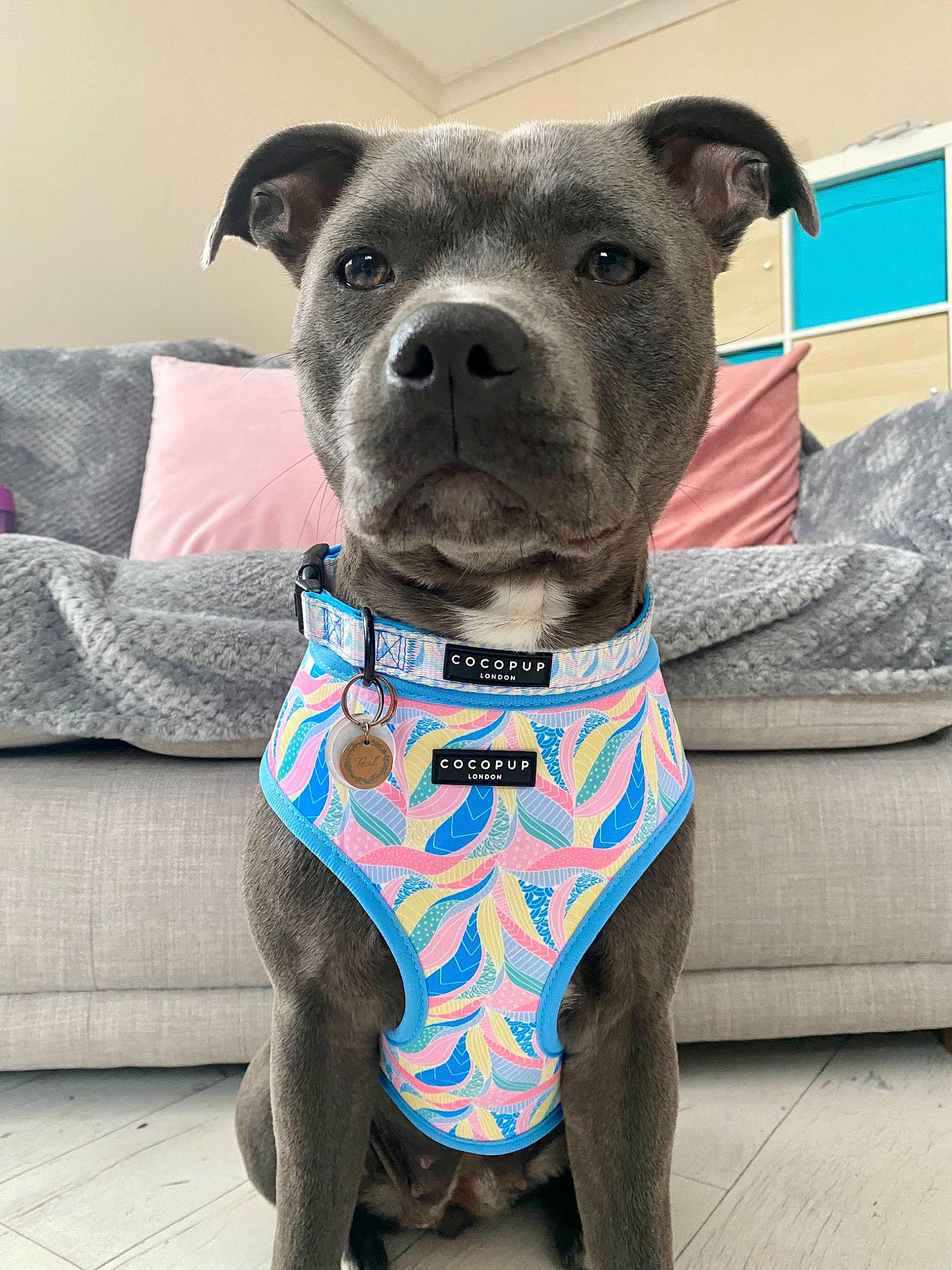 Teal is registered to the contest to win money with this photo: canidae, carnivore, collar, comfort, companion_dog, couch, dog, dog_breed, dog_collar, dog_supply, electric_blue, fashion_accessory, fawn, grey, non_sporting_group, pet_supply, snout, sporting_group, whiskers, working_animal