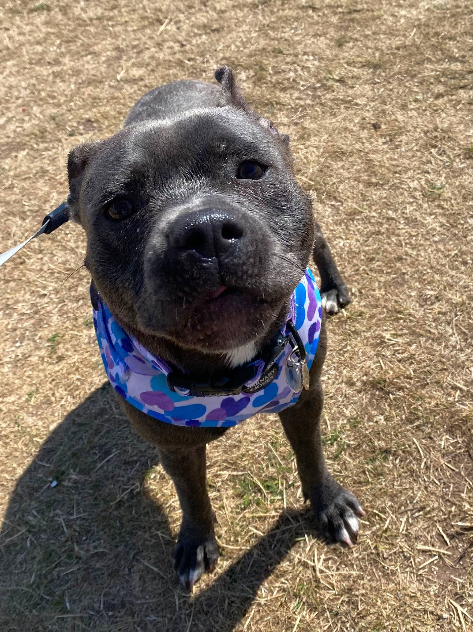 Teal is registered to the contest to win money with this photo: borador, canidae, carnivore, collar, companion_dog, dog, dog_breed, dog_collar, electric_blue, fashion_accessory, fawn, guard_dog, non_sporting_group, personal_protective_equipment, pet_supply, sculpture, terrestrial_animal, whiskers, working_animal, working_dog