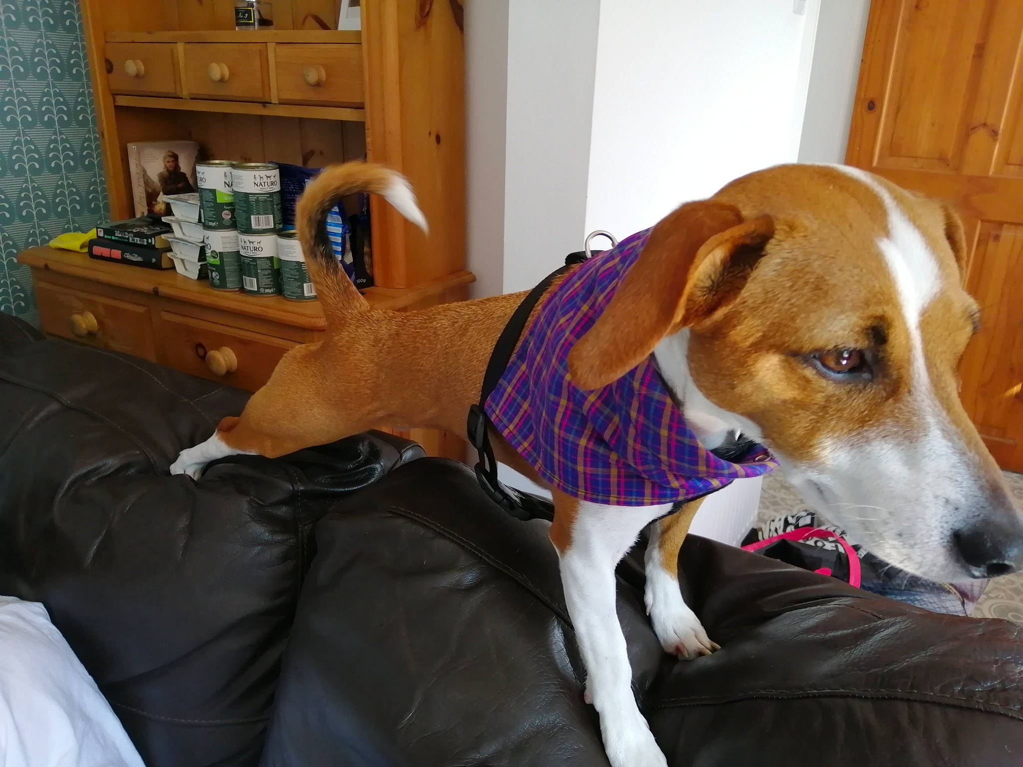 Charley is registered to the contest to win money with this photo: american_foxhound, basenji, beagle, beagle_harrier, canidae, carnivore, companion_dog, dog, dog_breed, drever, english_foxhound, finnish_hound, hamiltonstovare, harrier, hound, mammal, posavac_hound, vertebrate