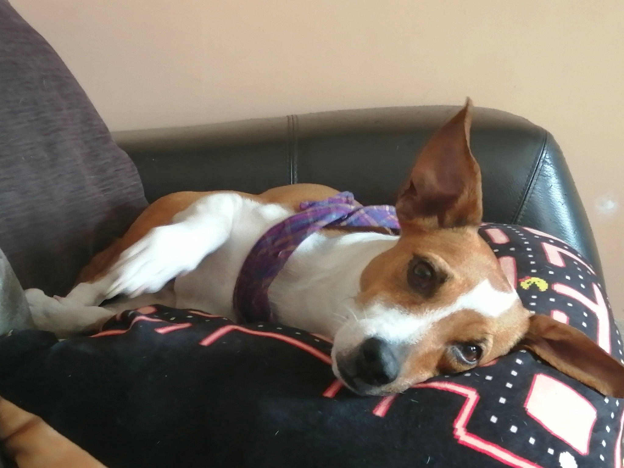 Charley is registered to the contest to win money with this photo: basenji, canidae, carnivore, dog, dog_breed, ear, fawn, feist, harrier, mammal, miniature_fox_terrier, rat_terrier, smooth_fox_terrier, snout, teddy_roosevelt_terrier, vertebrate