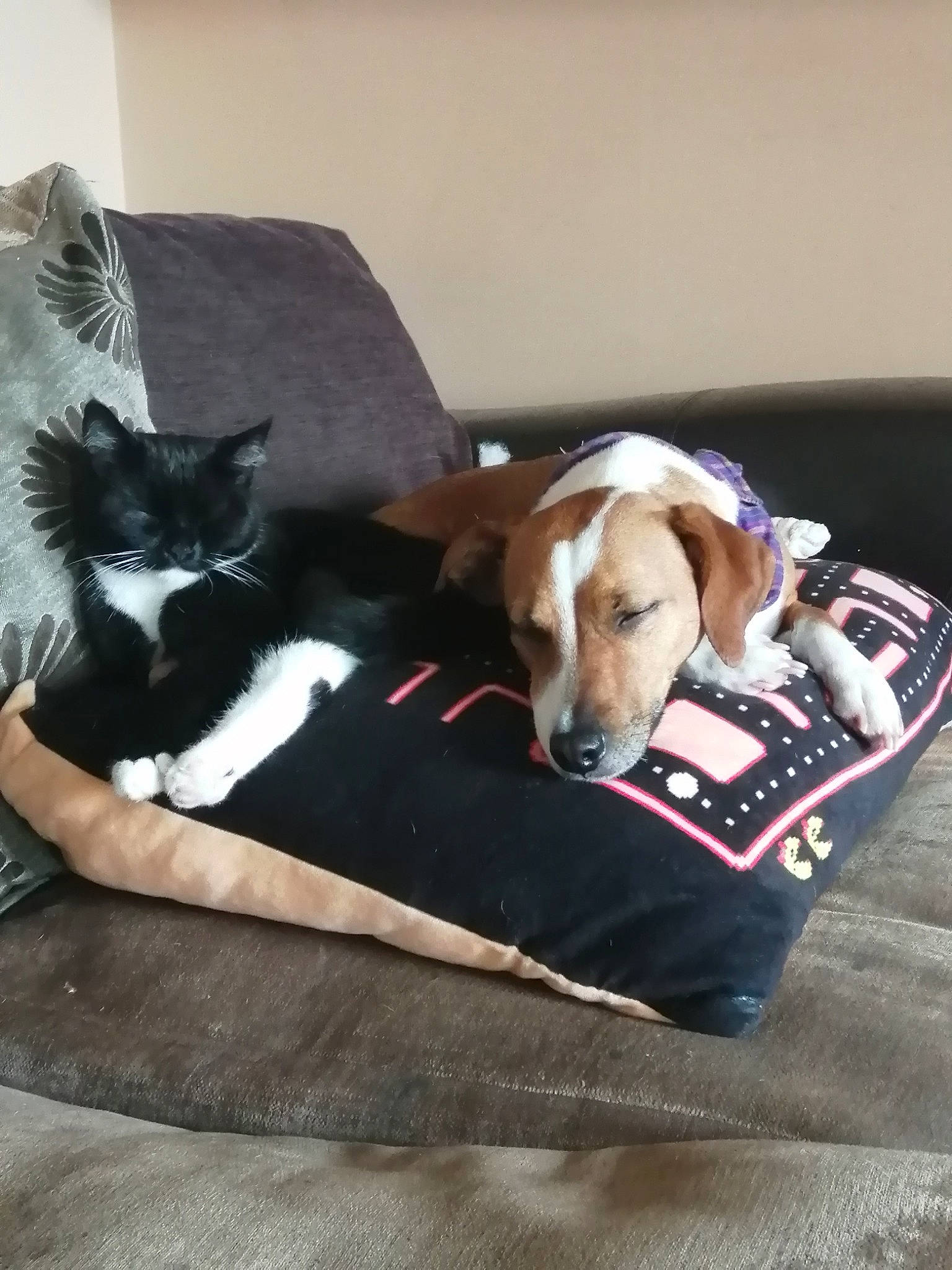 Fluffles joined the competition — help win amazing prizes! basenji, border_collie, canidae, cardigan_welsh_corgi, carnivore, cat, comfort, companion_dog, dog, dog_breed, felidae, fox_terrier, kitten, mammal, sporting_group