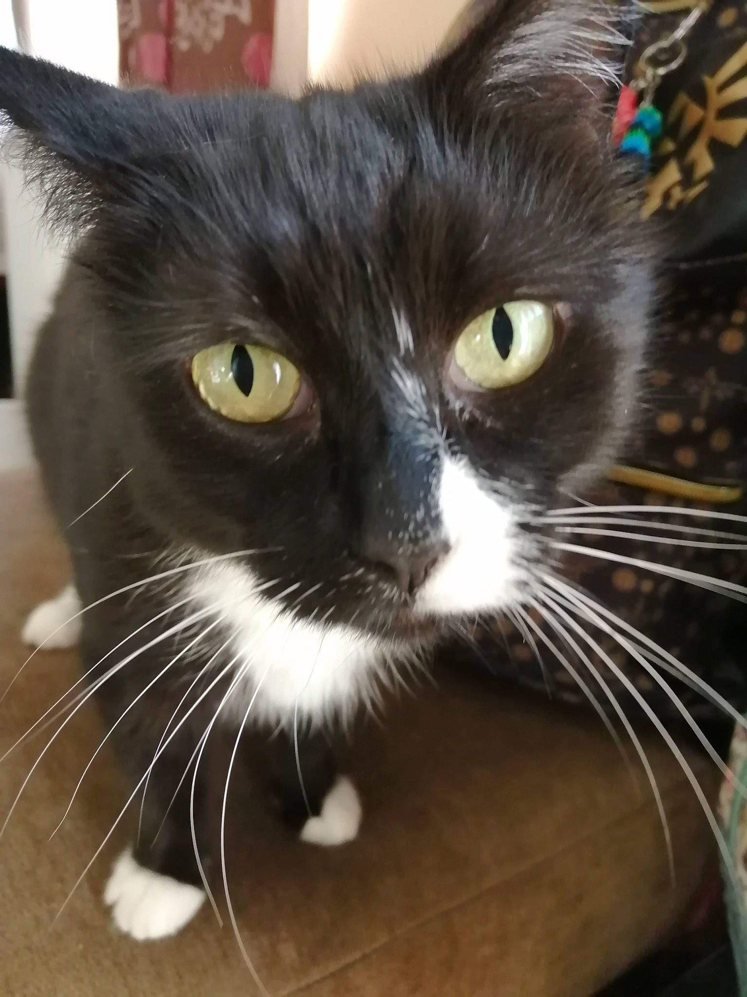 Bella is registered to the contest to win money with this photo: black_cat, carnivore, cat, domestic_short_haired_cat, european_shorthair, eye, felidae, fur, kitten, polydactyl_cat, small_to_medium_sized_cats, snout, whiskers