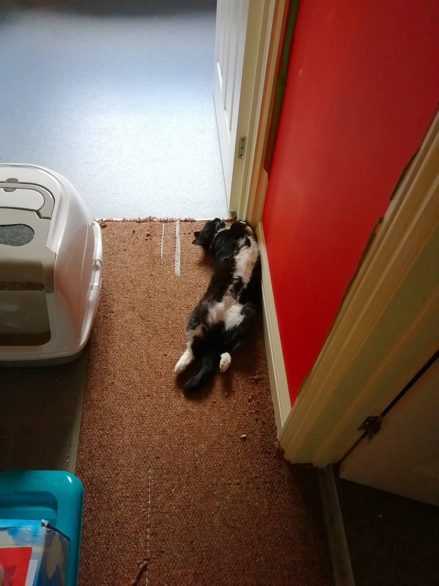 Bella joined the competition — help win amazing prizes! canidae, carnivore, cat, felidae, floor, kitten, puppy, small_to_medium_sized_cats, sporting_group