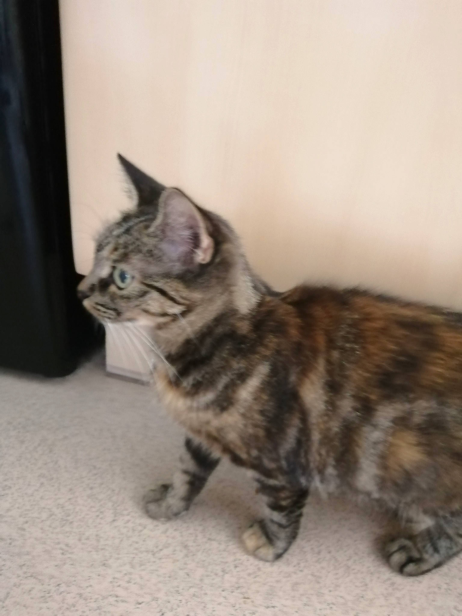 Belle joined the competition — help win amazing prizes! american_shorthair, american_wirehair, asian, australian_mist, bengal, carnivore, cat, domestic_short_haired_cat, dragon_li, european_shorthair, felidae, kitten, kurilian_bobtail, mammal, munchkin, small_to_medium_sized_cats, sokoke, tabby_cat, vertebrate, whiskers