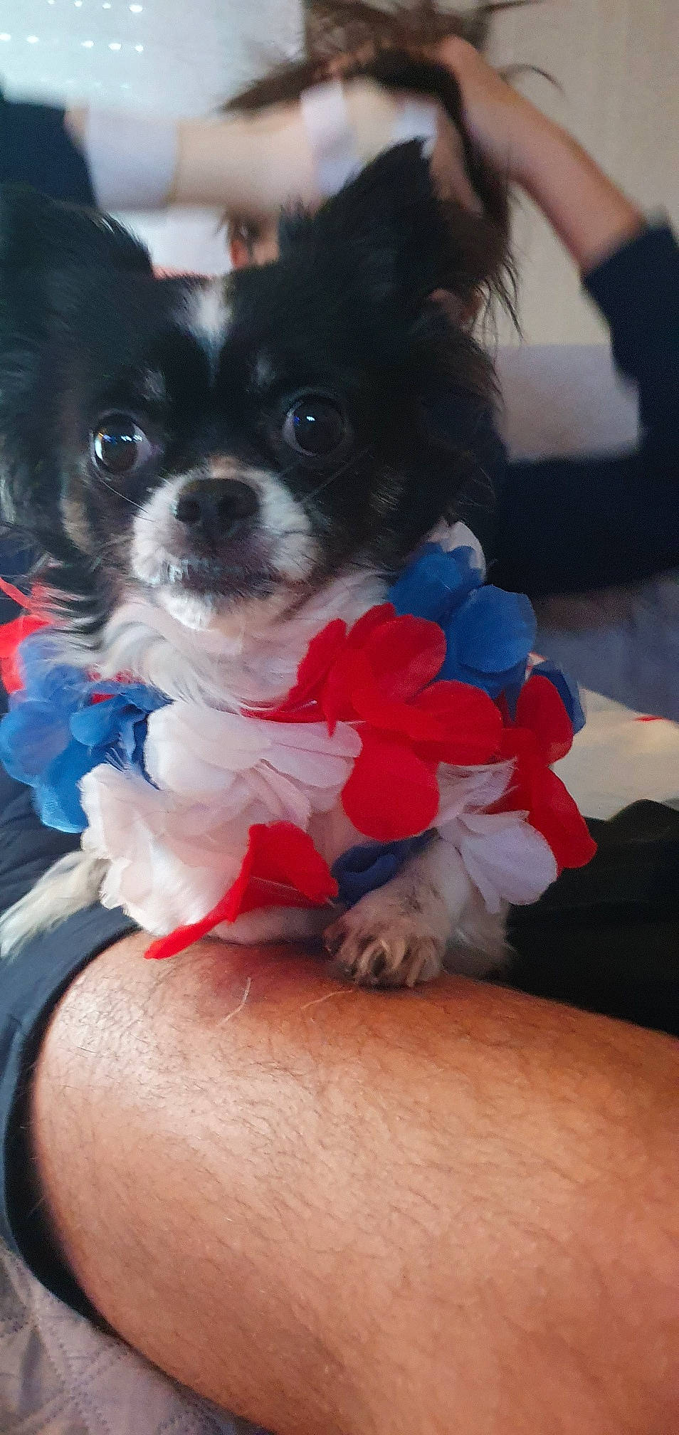 Pablo a rejoint le concours — aidez-le/la à gagner de superbes lots ! canidae, carnivore, companion_dog, dog, dog_breed, dog_supply, electric_blue, fashion_accessory, fawn, fur, gesture, human_leg, nail, paw, petal, sporting_group, thigh, toy_dog, working_animal, wrist