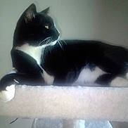 Panda is registered to the contest to win money with this photo: cat, black_and_white, feline, pet, animal, indoor, resting, perch, carpeted, whiskers, side_view, looking_away, calm, domestic_cat, fur, paw, ears, yellow_eyes, relaxed, profile