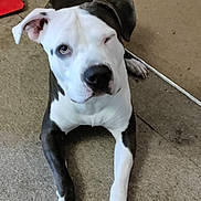 Mr. Pickles is registered to the contest to win money with this photo: animal, black_and_white, canine, carpet, cute, dog, domestic, ears, face, floor, friendly, indoor, looking_up, lying, one_eye_closed, paw, pet, playful, resting, winking