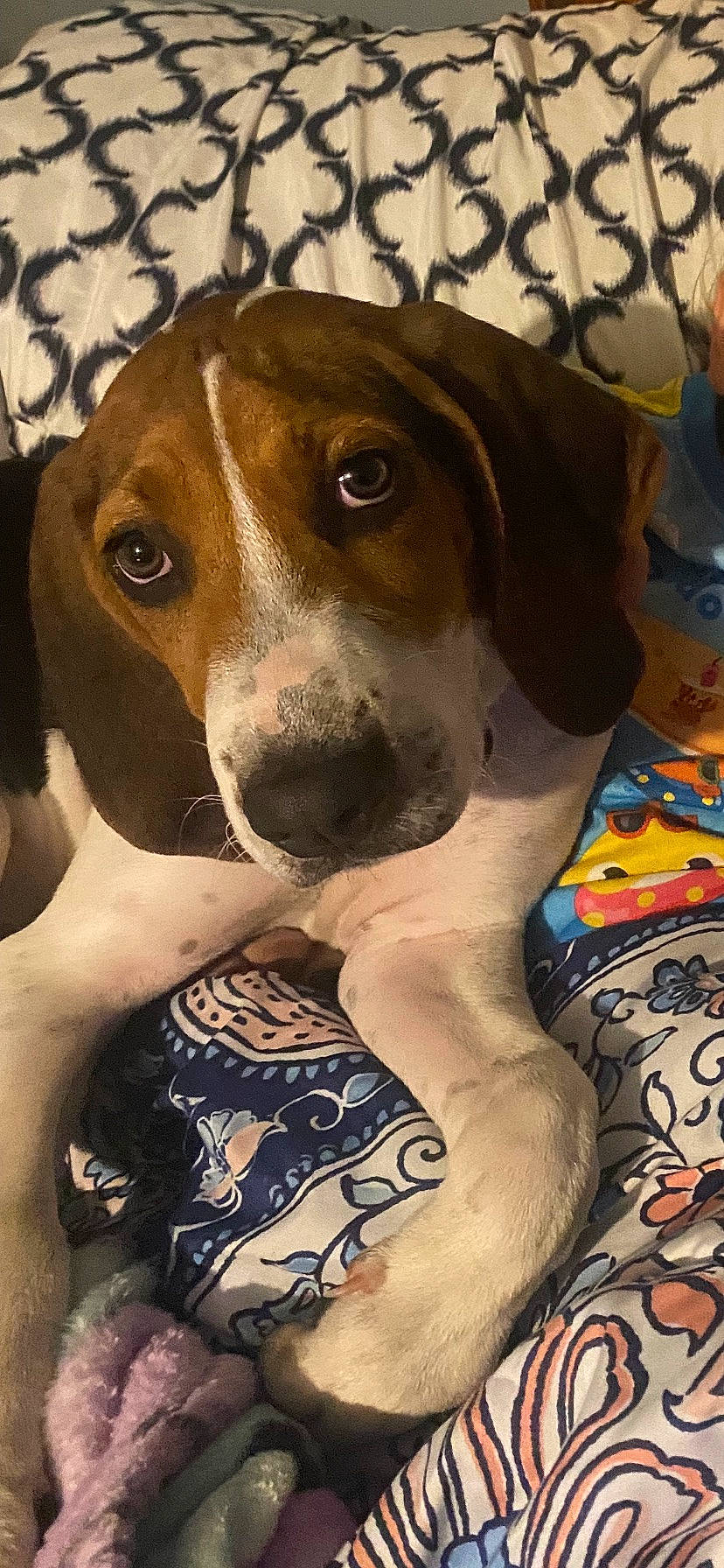 Rip joined the competition — help win amazing prizes! beagle, canidae, carnivore, collar, companion_dog, dog, dog_breed, dog_supply, fawn, finnish_hound, fur, hound, liver, pattern, pet_supply, scent_hound, snout, sporting_group, whiskers, working_animal