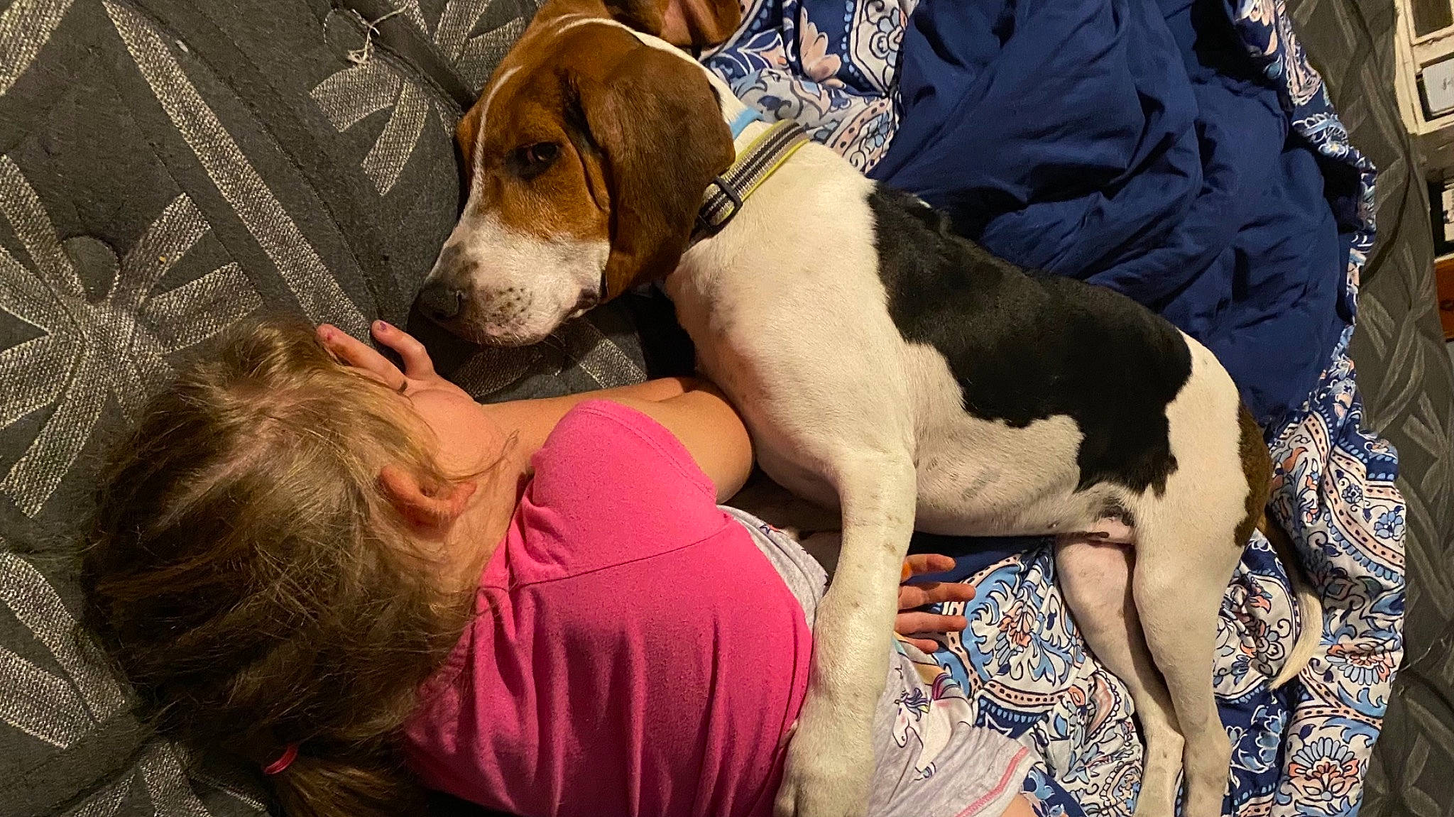 Rip joined the competition — help win amazing prizes! beagle_harrier, canidae, carnivore, collar, comfort, companion_dog, dog, dog_breed, dog_supply, fawn, finnish_hound, happy, hound, hunting_dog, mammal, pet_supply, scent_hound, snout, sporting_group, working_animal