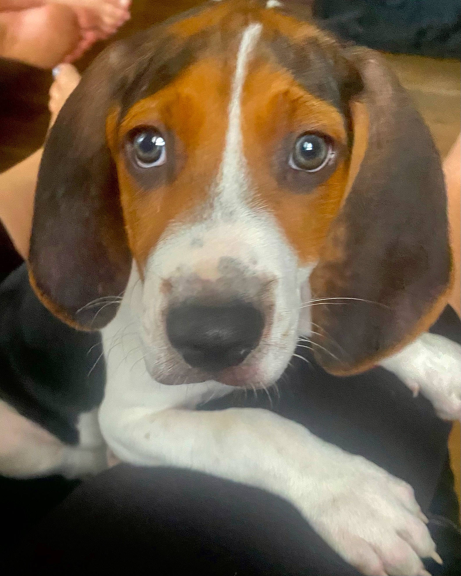 Rip is registered to the contest to win money with this photo: beagle, beagle_harrier, beaglier, canidae, carnivore, companion_dog, dog, dog_breed, hound, hunting_dog, scent_hound, sporting_group, whiskers, working_animal