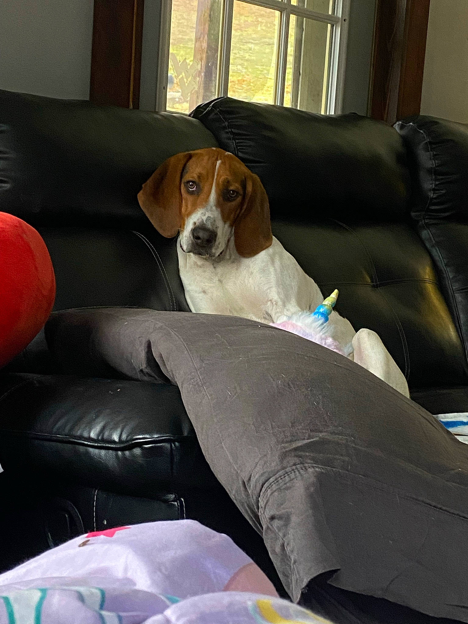Rip is registered to the contest to win money with this photo: beaglier, bored, canidae, car_seat, car_seat_cover, carnivore, collar, comfort, companion_dog, couch, dog, dog_breed, head_restraint, hound, scent_hound, snout, sporting_group, vehicle, vehicle_door, working_animal