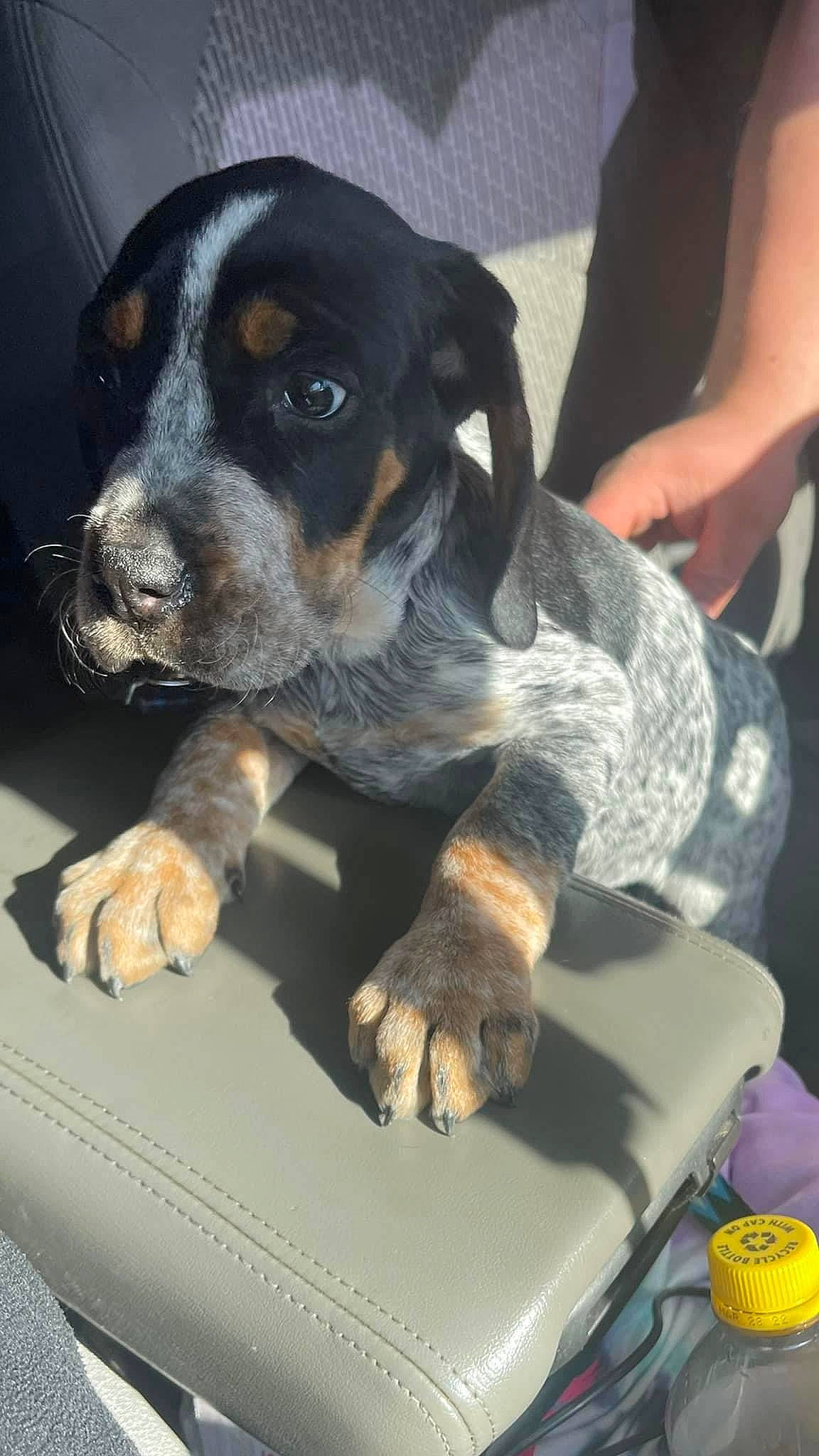 Harley is registered to the contest to win money with this photo: beaglier, canidae, carnivore, comfort, companion_dog, dog, dog_breed, door, fawn, guard_dog, hound, paw, puppy, snout, sporting_group, toy_dog, whiskers, windshield, working_animal, working_dog