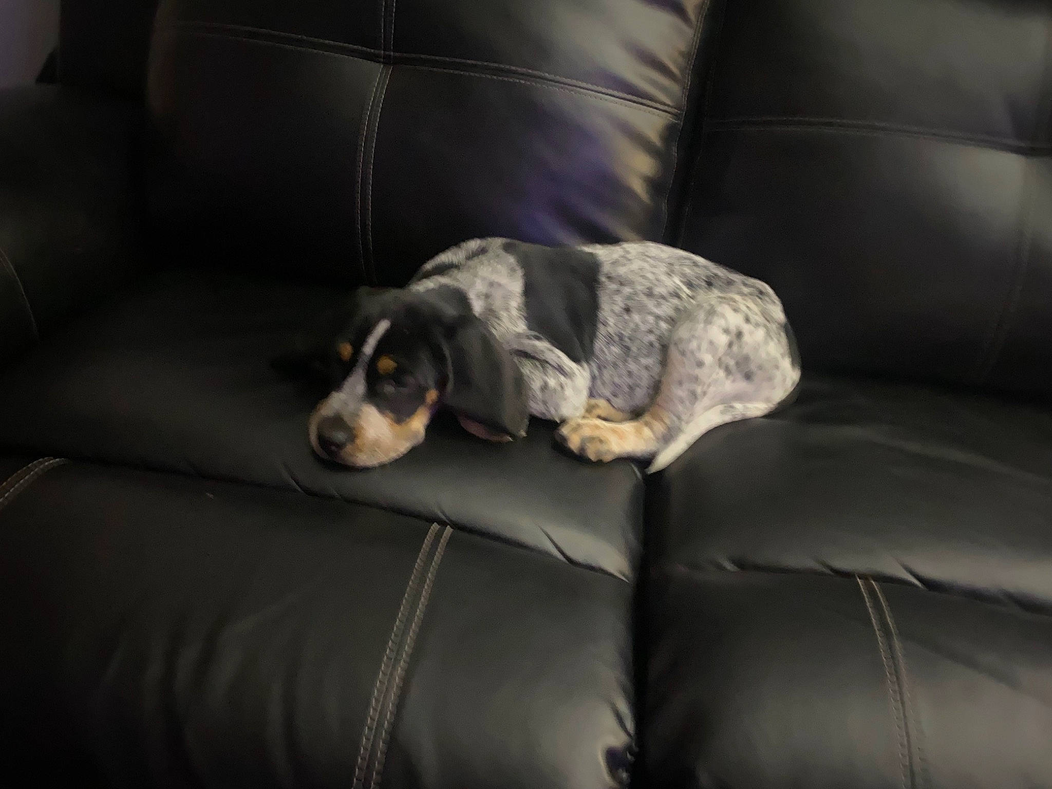 Harley is registered to the contest to win money with this photo: bored, carnivore, club_chair, comfort, companion_dog, couch, dog, dog_breed, fur, furniture, grey, living_room, sitting, sleeper_chair, sofa_bed, sporting_group, studio_couch, working_animal, working_dog