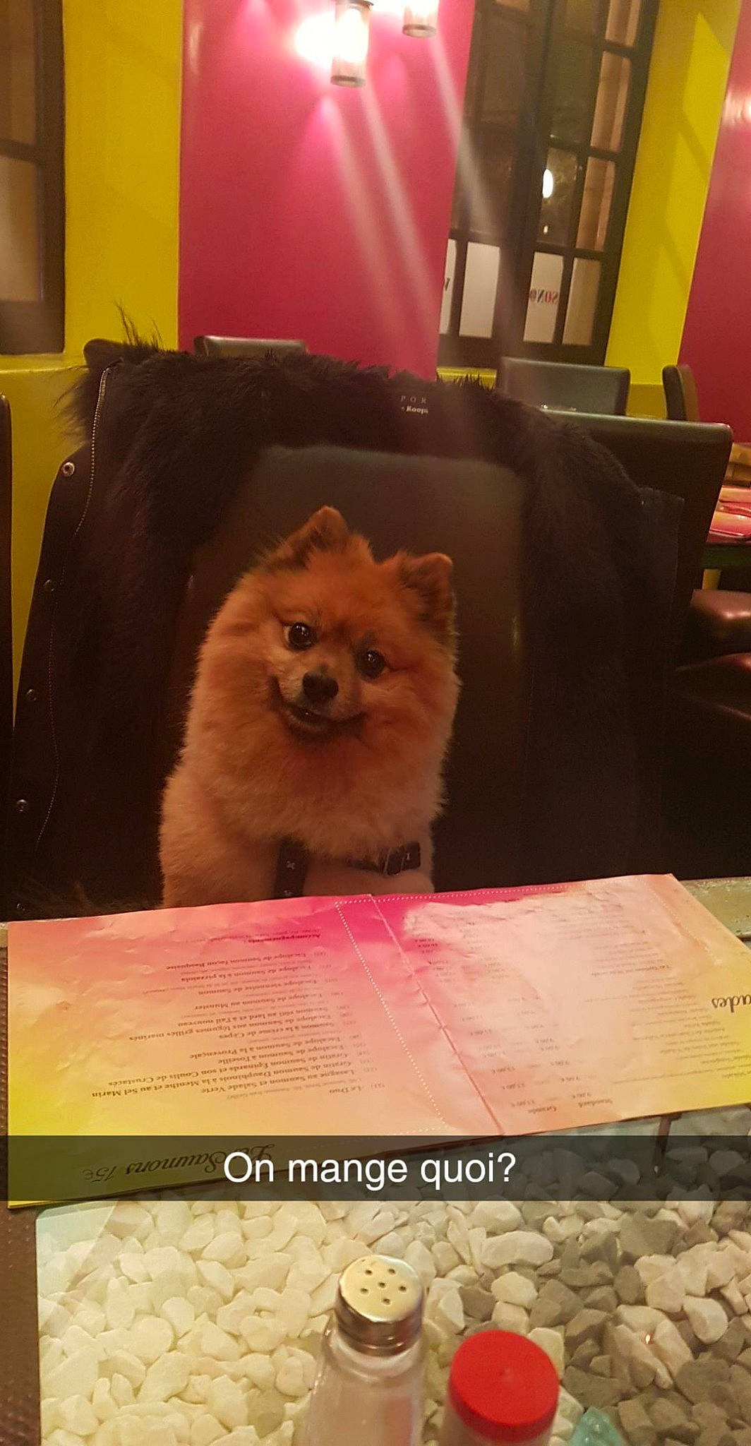 Filou a rejoint le concours — aidez-le/la à gagner de superbes lots ! canidae, carnivore, companion_dog, dog, dog_breed, fawn, german_spitz, german_spitz_klein, german_spitz_mittel, japanese_spitz, mammal, non_sporting_group, pomeranian, puppy, spitz, toy_dog, vertebrate, volpino_italiano