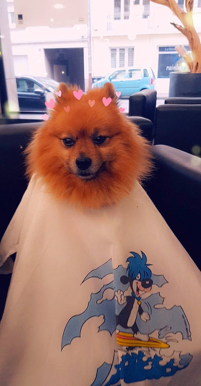 Filou a rejoint le concours — aidez-le/la à gagner de superbes lots ! ancient_dog_breeds, canidae, carnivore, companion_dog, dog, dog_breed, fawn, german_spitz, german_spitz_klein, german_spitz_mittel, japanese_spitz, mammal, non_sporting_group, pomeranian, puppy, spitz, toy_dog, volpino_italiano