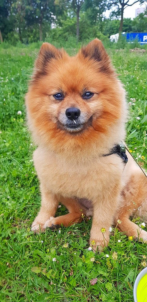 Filou participe au concours pour gagner de l'argent avec cette photo : ancient_dog_breeds, canidae, carnivore, companion_dog, dog, dog_breed, eurasier, finnish_spitz, german_spitz, german_spitz_klein, german_spitz_mittel, icelandic_sheepdog, mammal, pomeranian, puppy, rare_breed_dog, spitz, sporting_group, vertebrate, volpino_italiano