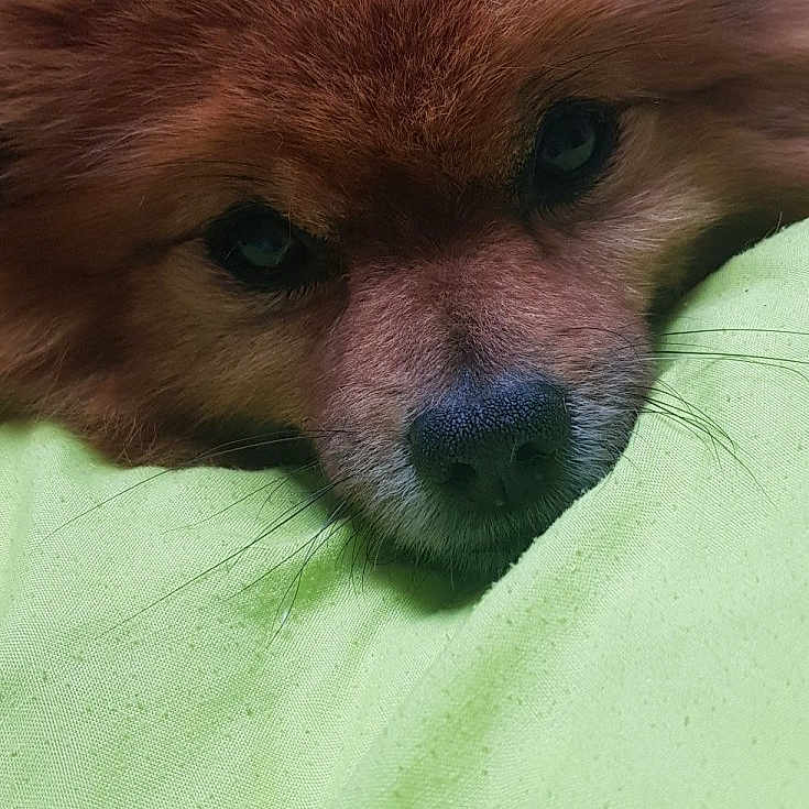 Filou