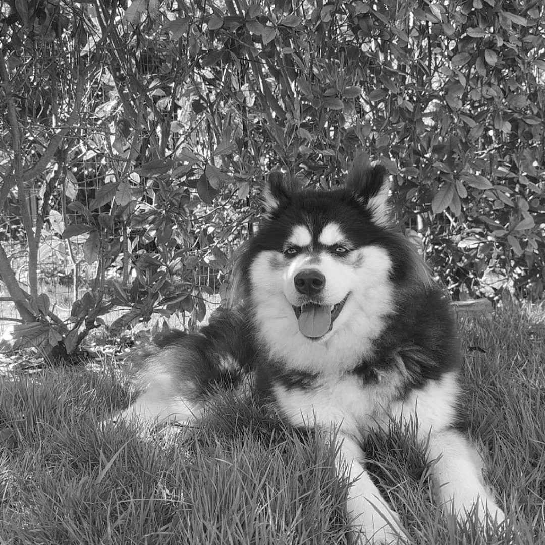 Vaiana participe au concours pour gagner de l'argent avec cette photo : animal, canine, collie, dog, eskimodog, grass, grove, herbal, herbs, husky, land, leaf, nature, outdoors, pet, plant, puppy, tree, vegetation, woodland