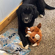 Whiskey is registered to the contest to win money with this photo: puppy, dog, black_dog, carpet, blanket, plush_toy, stuffed_animal, paw_prints, indoor, floor, wooden_baseboard, cute, pet, animal, young_dog, toy, cozy, lying_down, furry, home